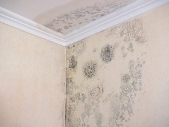 Mold Insurance Claims