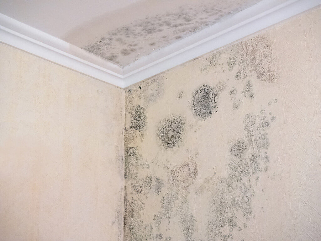 Mold Insurance Claims Mold Insurance Claims